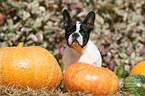 BOULEDOGUE FRANCAIS 1211